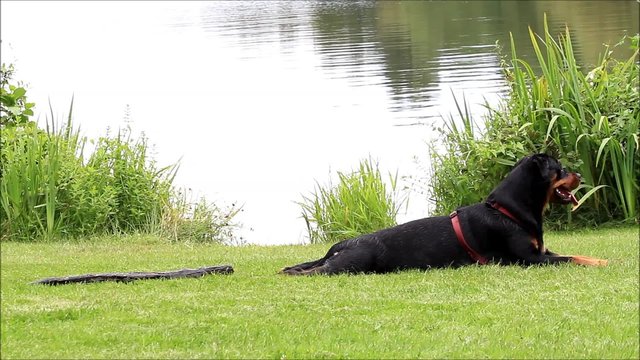 dog rottweiler playing at lake with a stick 
 