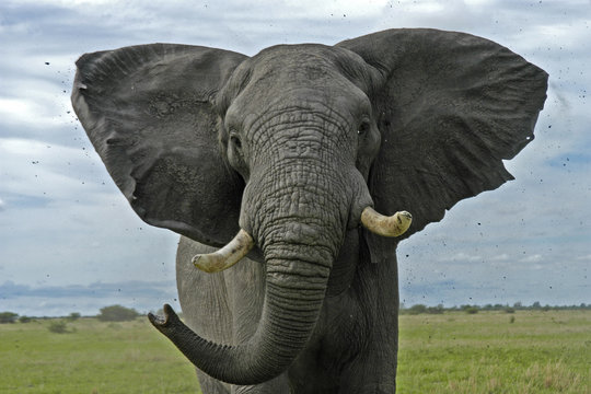 African elephant threat display