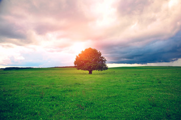 Fototapeta na wymiar single oak tree in field under magical sunny sky
