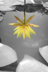 yellow lotus reflection on black and white pond