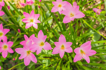 Naklejka premium pink flower