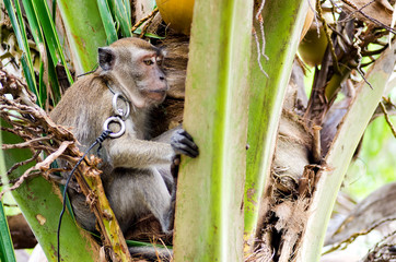Monkey resting on coconut tree
