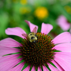 Closeup of Honeybee on Echinacea
