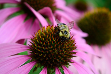 Pollen Covered Bee and Coneflower