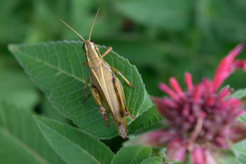 Closeup of Grasshopper on Bee Balm