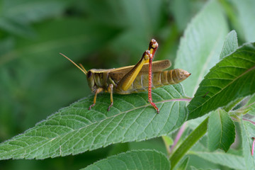 Grasshopper and Bee Balm Detail