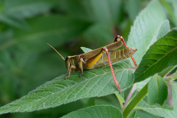 Grasshopper on Bee Balm Plant Leaf