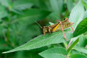 Fototapeta premium Closeup Detail of Grasshopper