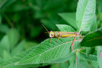 Closeup of Grasshopper on Flower Leaf