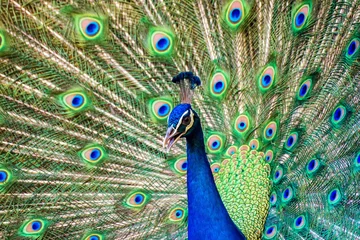 Photo sur Plexiglas Paon Portrait de beau paon avec ses plumes
