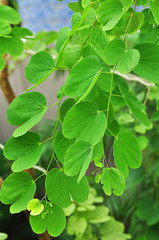 Fototapeta na wymiar Purple Bauhinia leaves