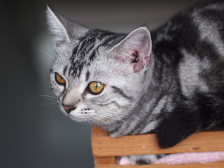 Close up muzzle of American Short Haired cat with big eyes, selective focus