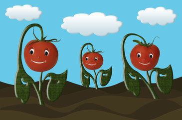Happy Tomatoes Growing in the Garden. 