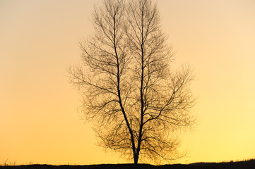 Silhouette of a single barren tree at sunset.