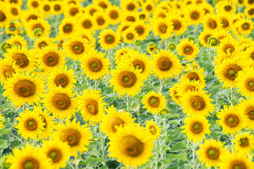 Fototapeta premium sunflower field