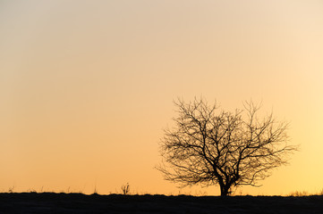 Fototapeta premium Silhouette of a single barren tree at sunset.
