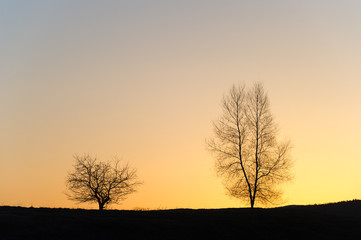 Silhouette of two barren trees at sunset.