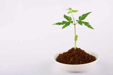 Sprouts of nee tree ,composed in right side.