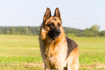 German Shepherd dog 