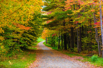 Gravel road leading through a canopy of trees.