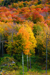Field of colorful tree fall foliage landscape.