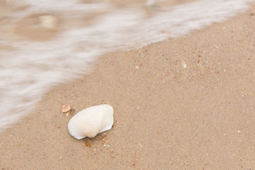 shells and sand
