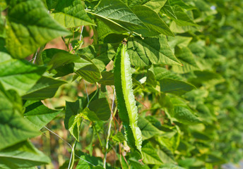 Winged Bean Plant.