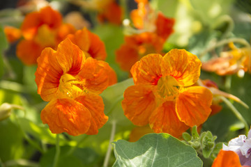 nasturtium flowers