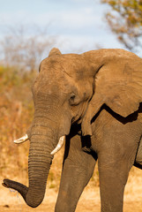 Fototapeta na wymiar elephant in Kruger national park