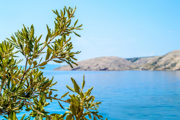 Obraz premium Rocky coastline with an olive tree branch by the Adriatic sea
