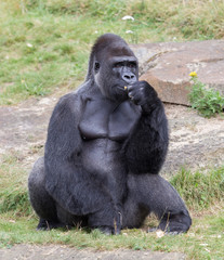 Silver backed male Gorilla