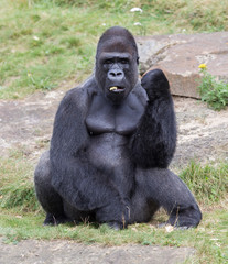 Obraz premium Silver backed male Gorilla