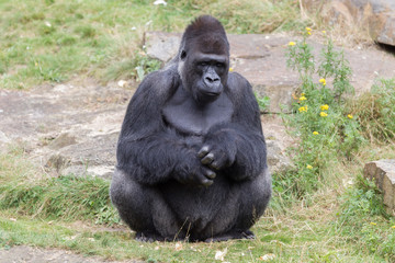 Silver backed male Gorilla