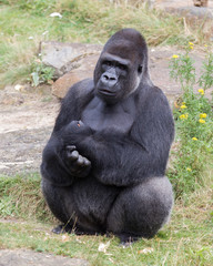 Silver backed male Gorilla