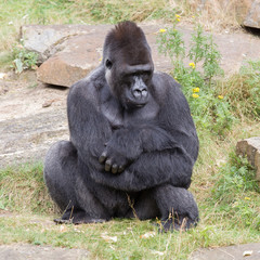 Fototapeta premium Silver backed male Gorilla