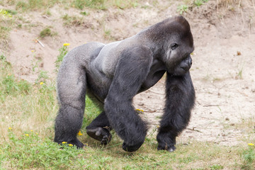 Silver backed male Gorilla