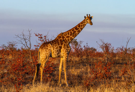 image of giraffe
