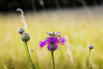 colorful flower petal