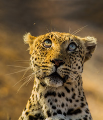 Naklejka premium image of a leopard