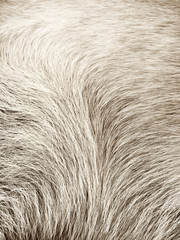 dog fur background (18)