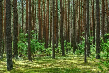 Gartenposter nice forest © Maksim Shebeko