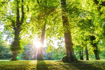 Gordijnen green forest treetop with sunrays vertical © jaffarali