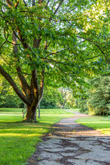Obraz premium beautiful tree in green park with pathway horizontal