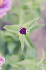 colorful flower petal