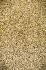 bio grain crop