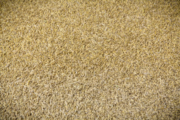 bio grain crop