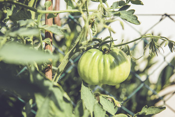 fresh bio beefsteak tomato