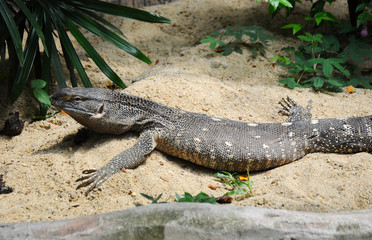 Black Throat Monitor