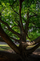 Verurzelt in Bad Kreuznach