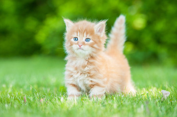 Little red kitten walking outdoors in summer
